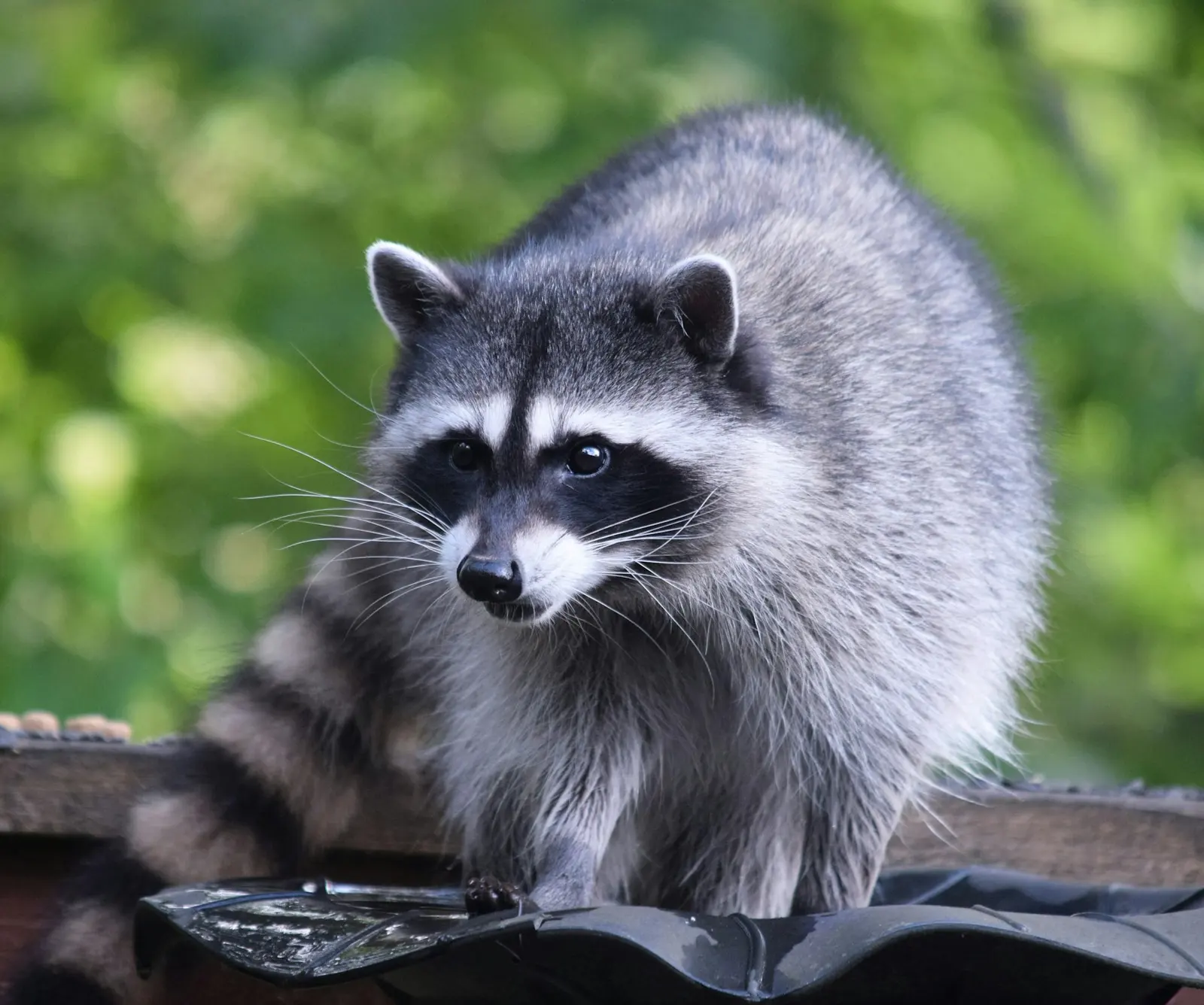 Raccoon standing on a roof
